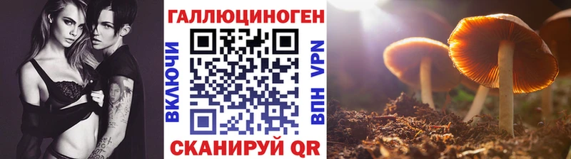 Галлюциногенные грибы Cubensis  Осинники 
